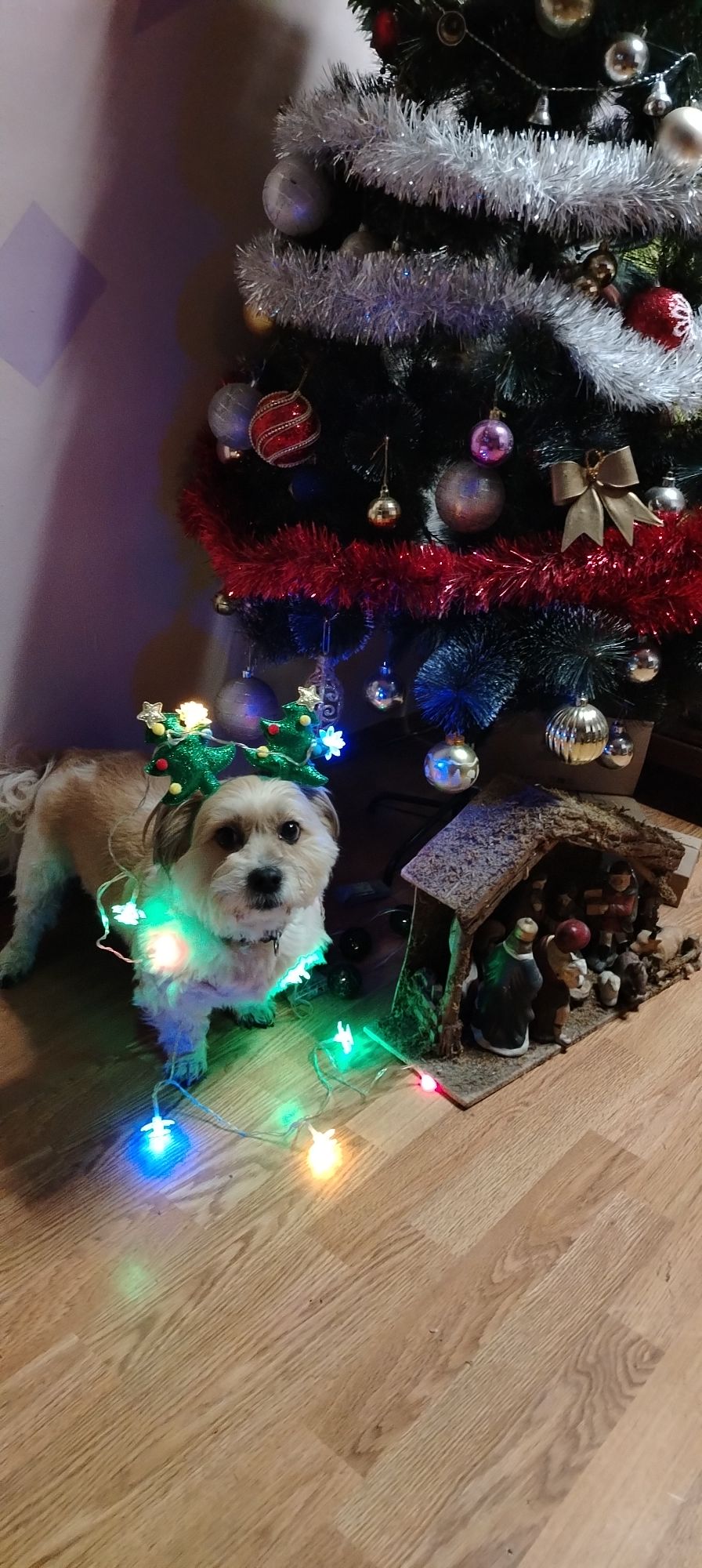 božić ljubimci pas mačka (47)