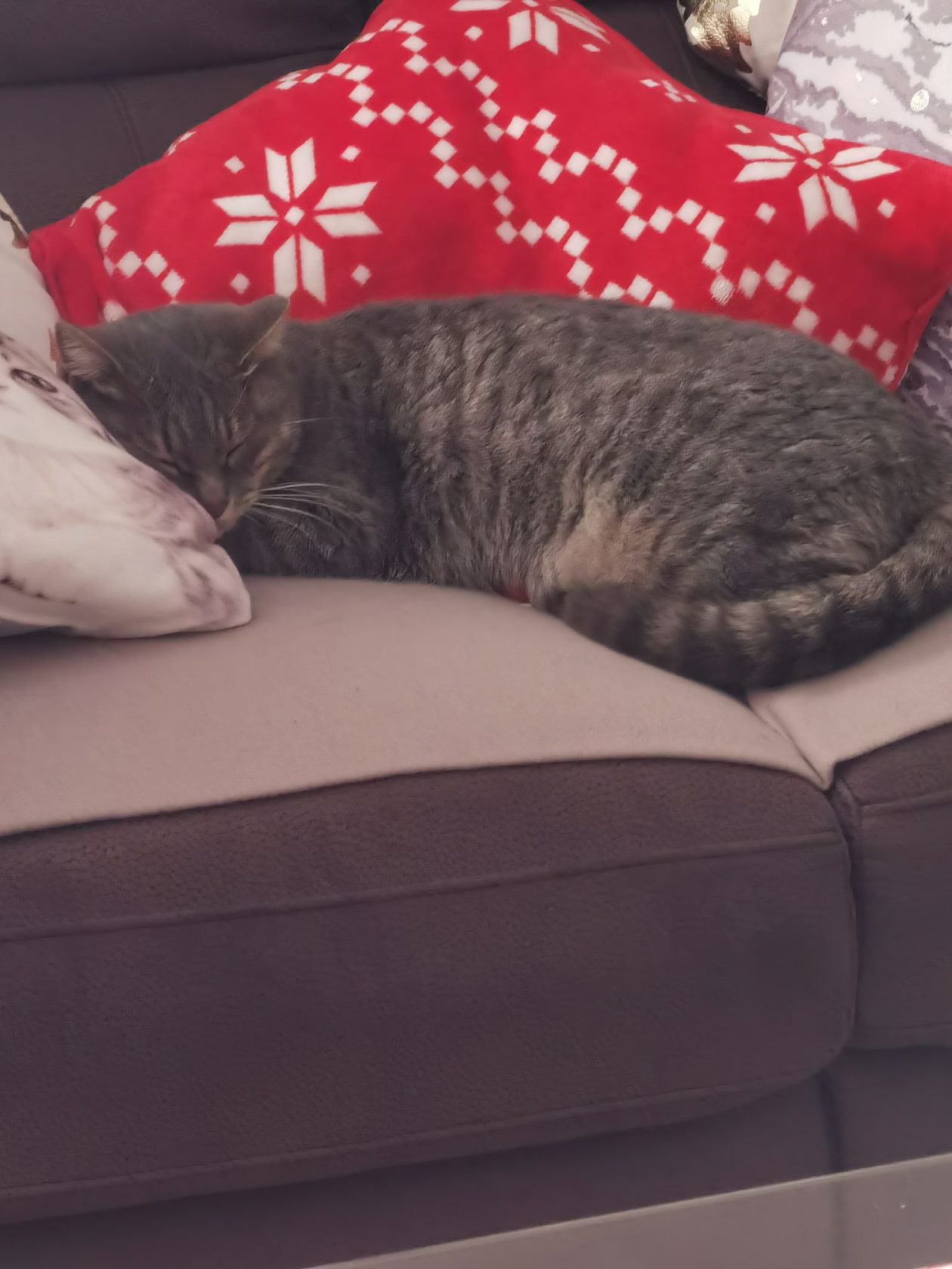 božić ljubimci pas mačka (48)