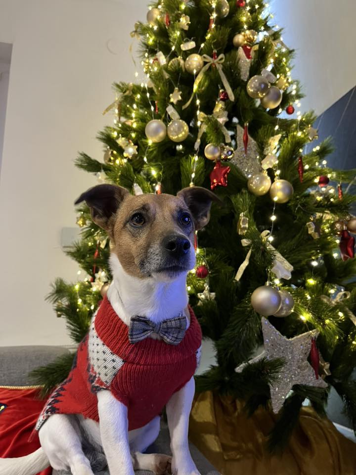 božić ljubimci pas mačka (49)