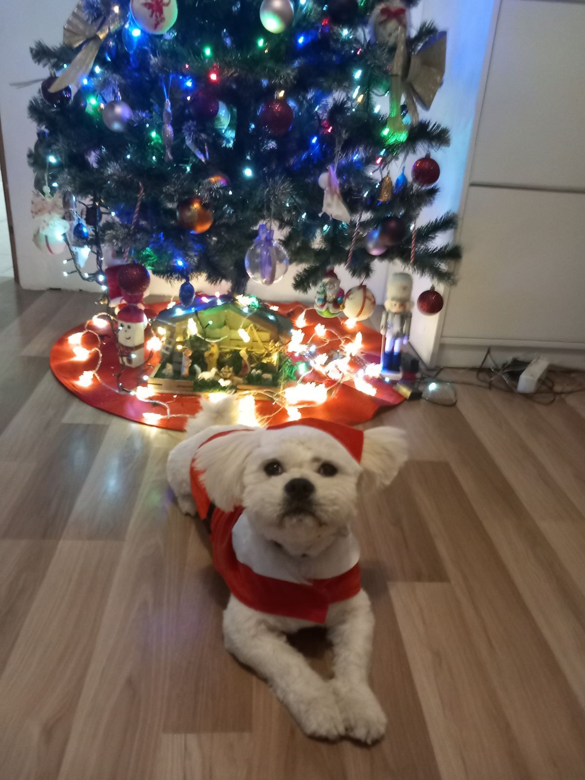 božić ljubimci pas mačka (5)