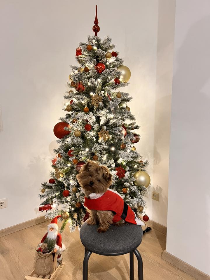 božić ljubimci pas mačka (50)