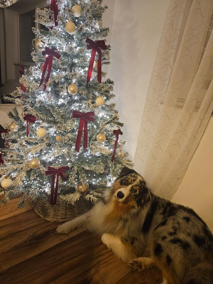 božić ljubimci pas mačka (51)