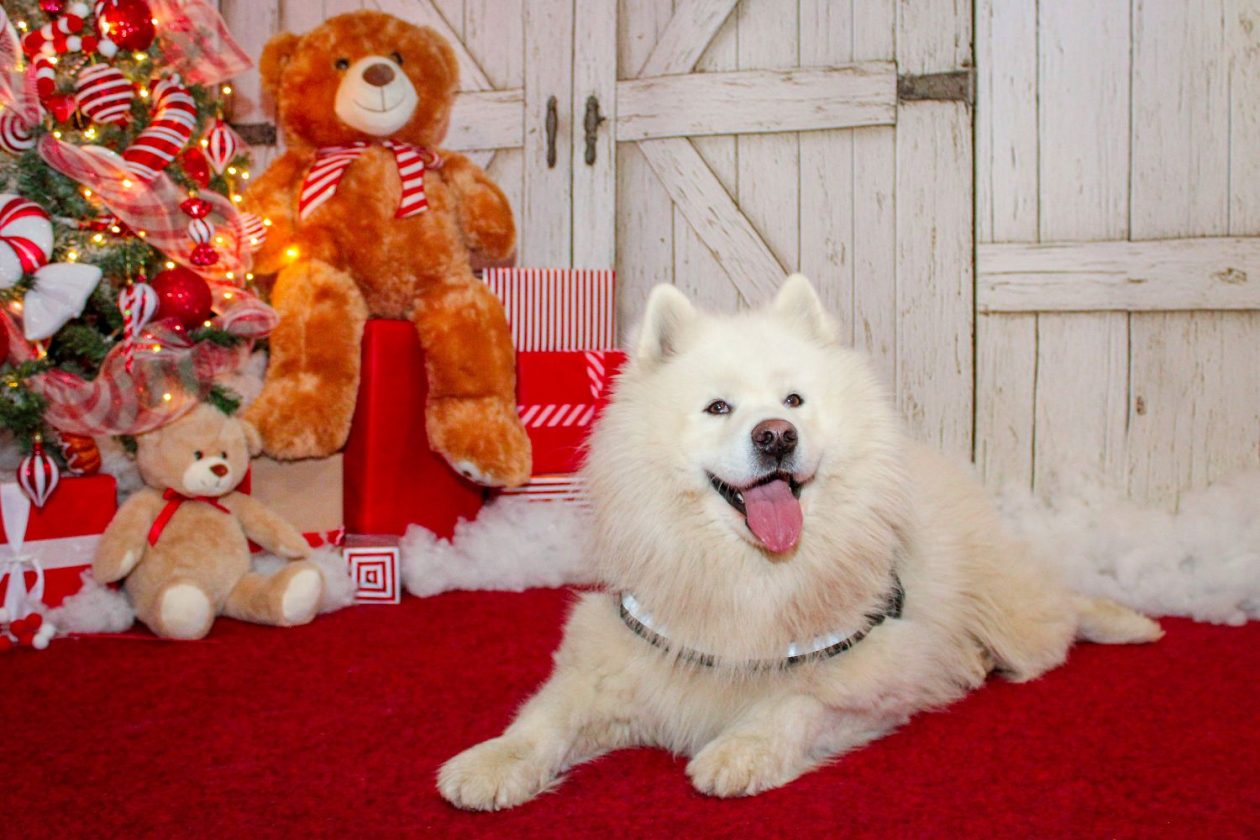 božić ljubimci pas mačka (52)