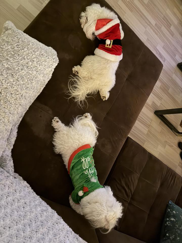 božić ljubimci pas mačka (54)