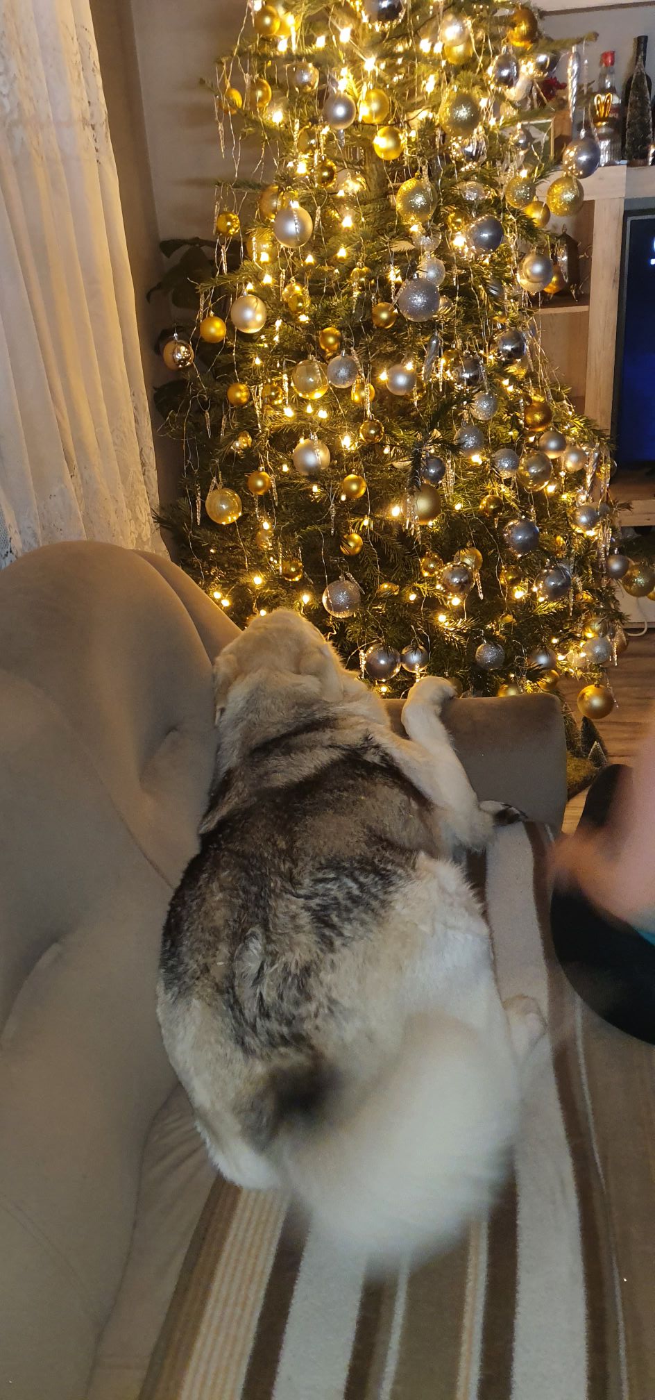 božić ljubimci pas mačka (55)