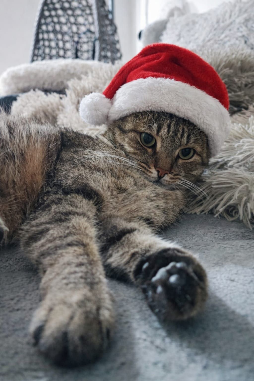 božić ljubimci pas mačka (56)