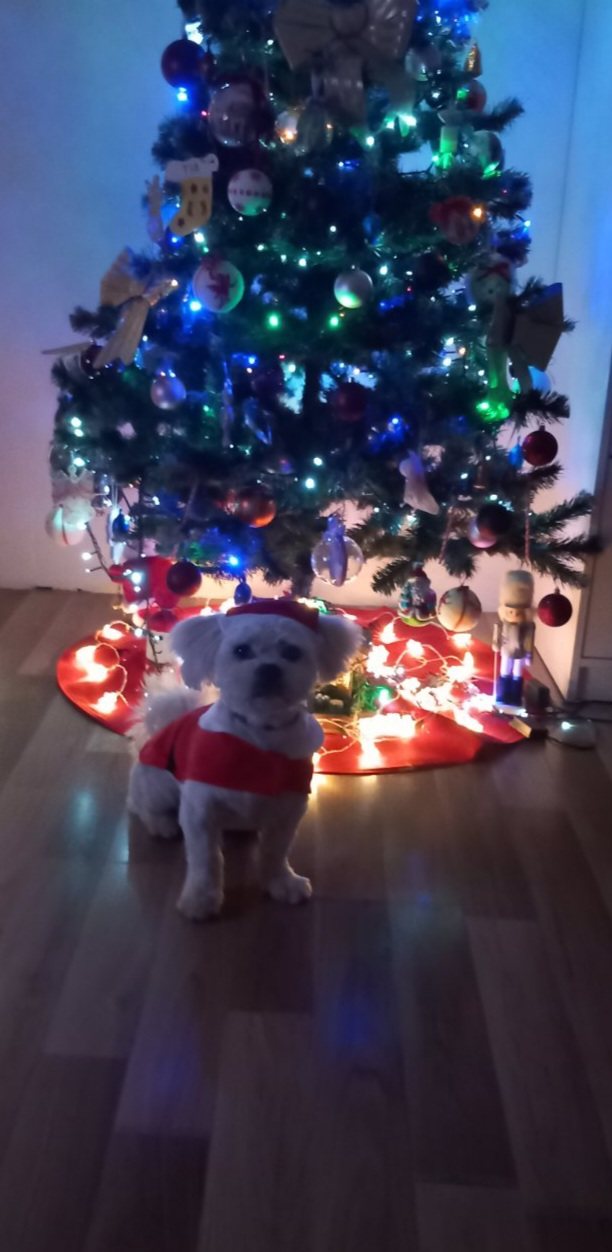 božić ljubimci pas mačka (57)