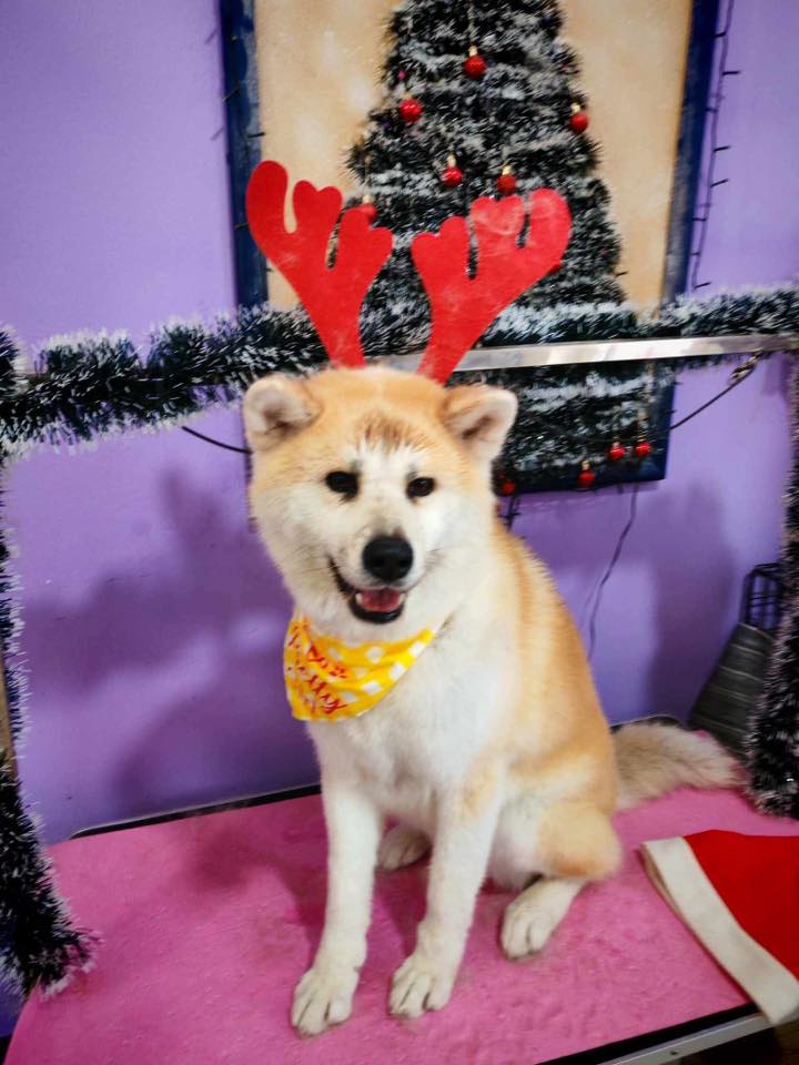 božić ljubimci pas mačka (58)