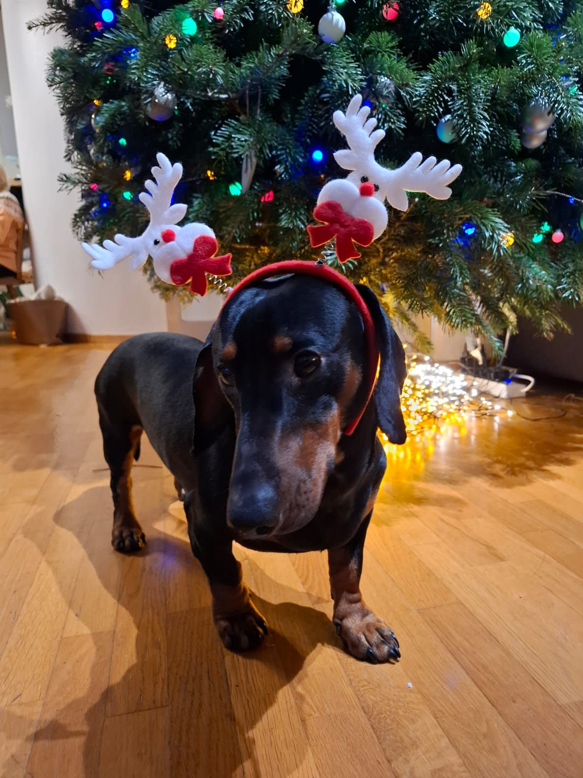 božić ljubimci pas mačka (59)