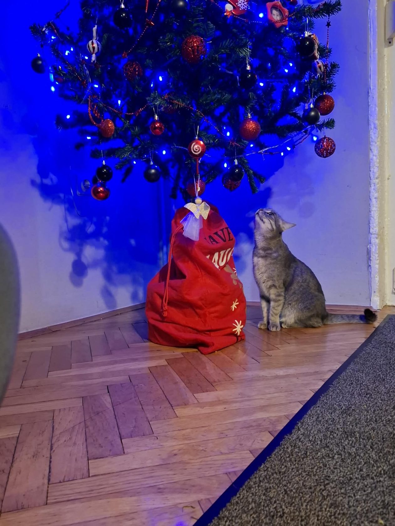 božić ljubimci pas mačka (6)