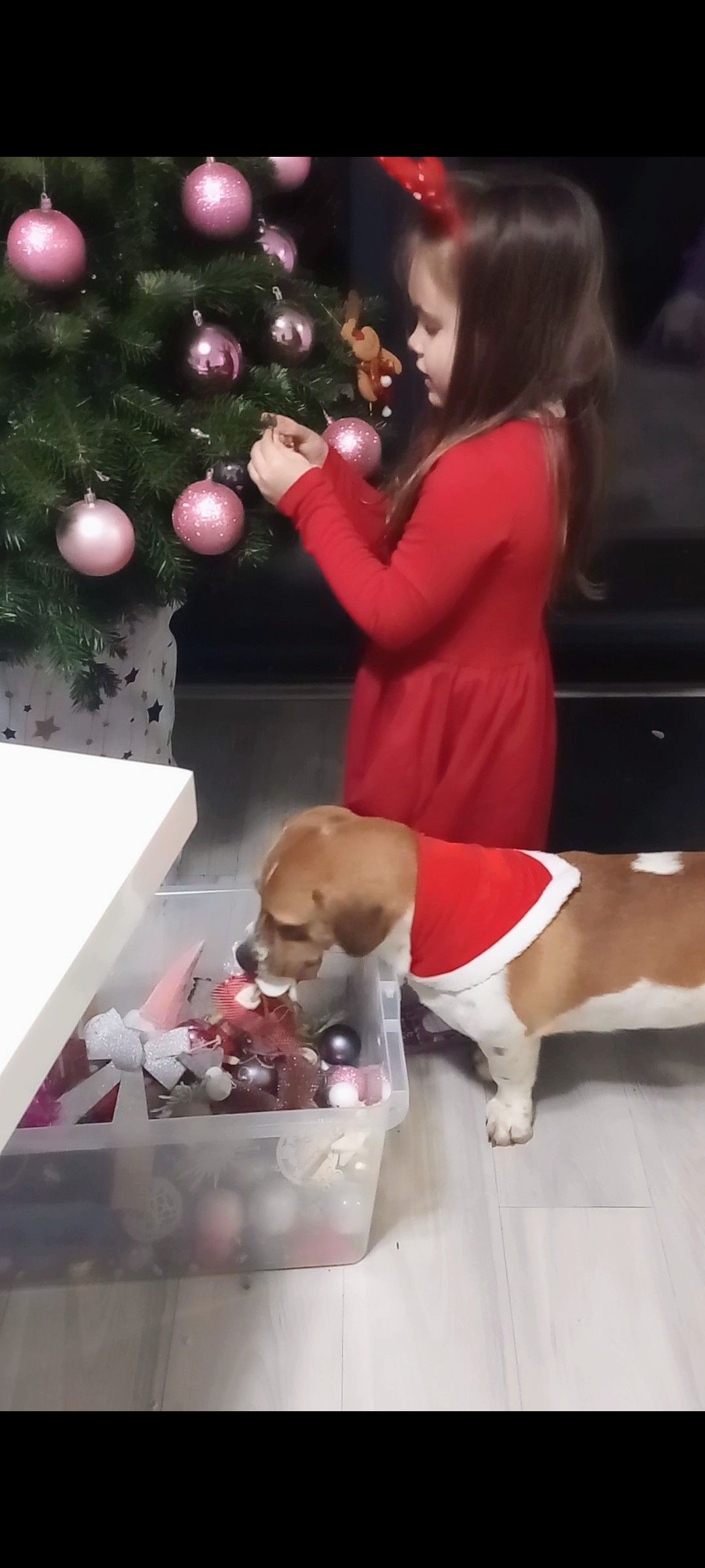 božić ljubimci pas mačka (60)