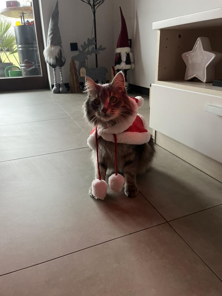 božić ljubimci pas mačka (61)