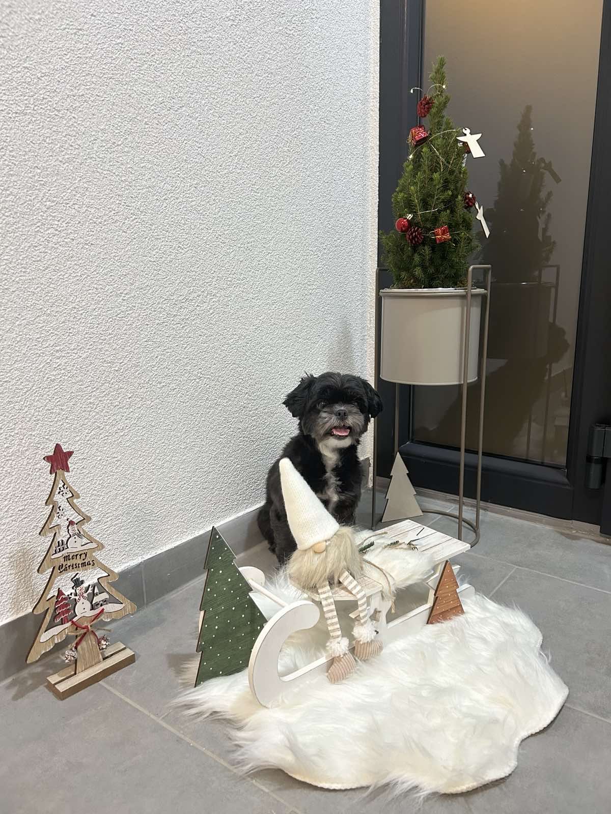 božić ljubimci pas mačka (62)