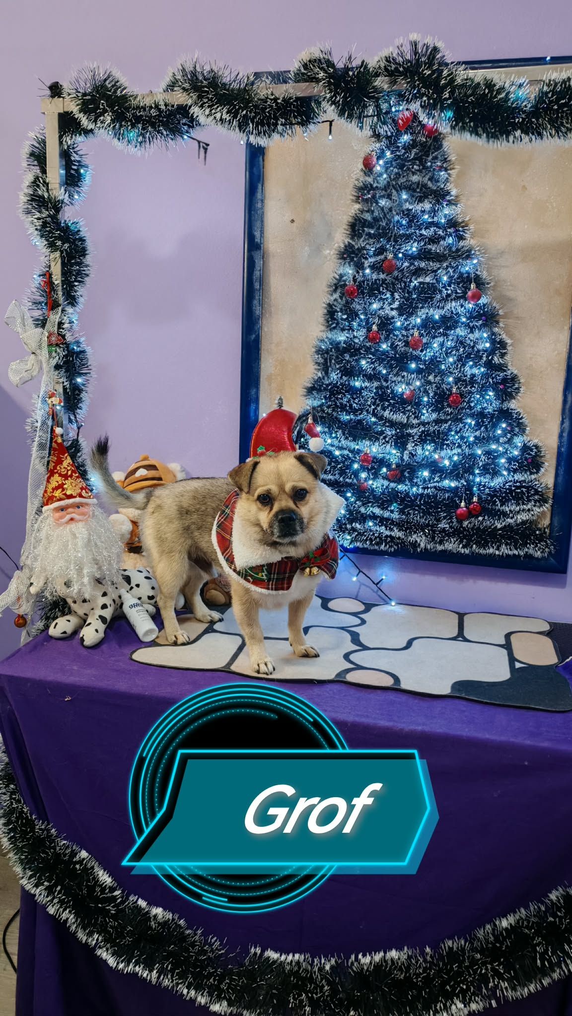 božić ljubimci pas mačka (63)