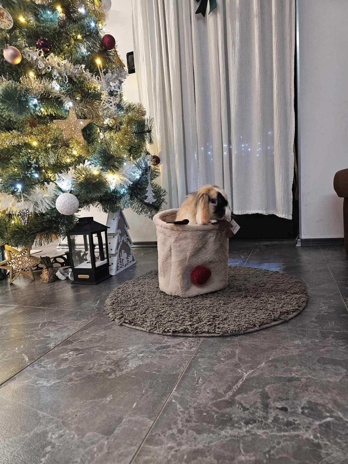 božić ljubimci pas mačka (64)