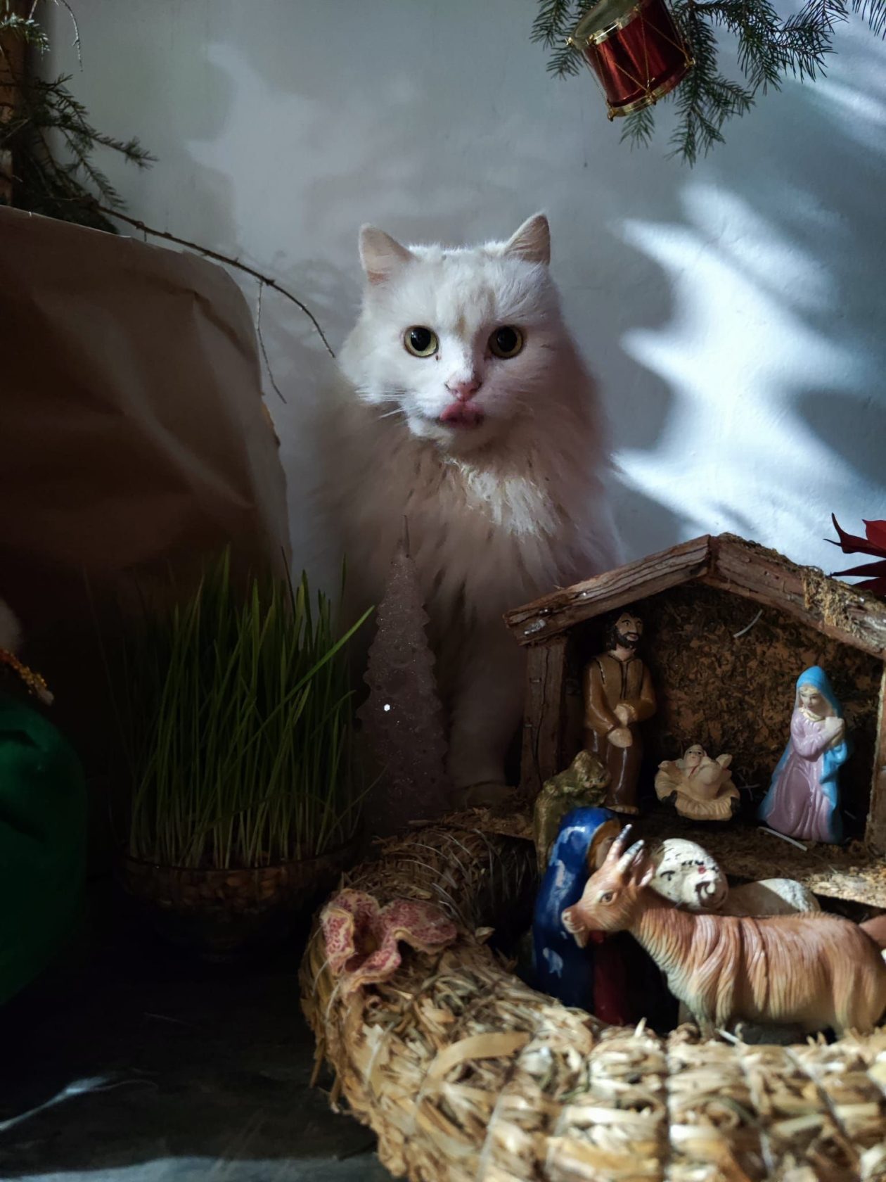 božić ljubimci pas mačka (65)