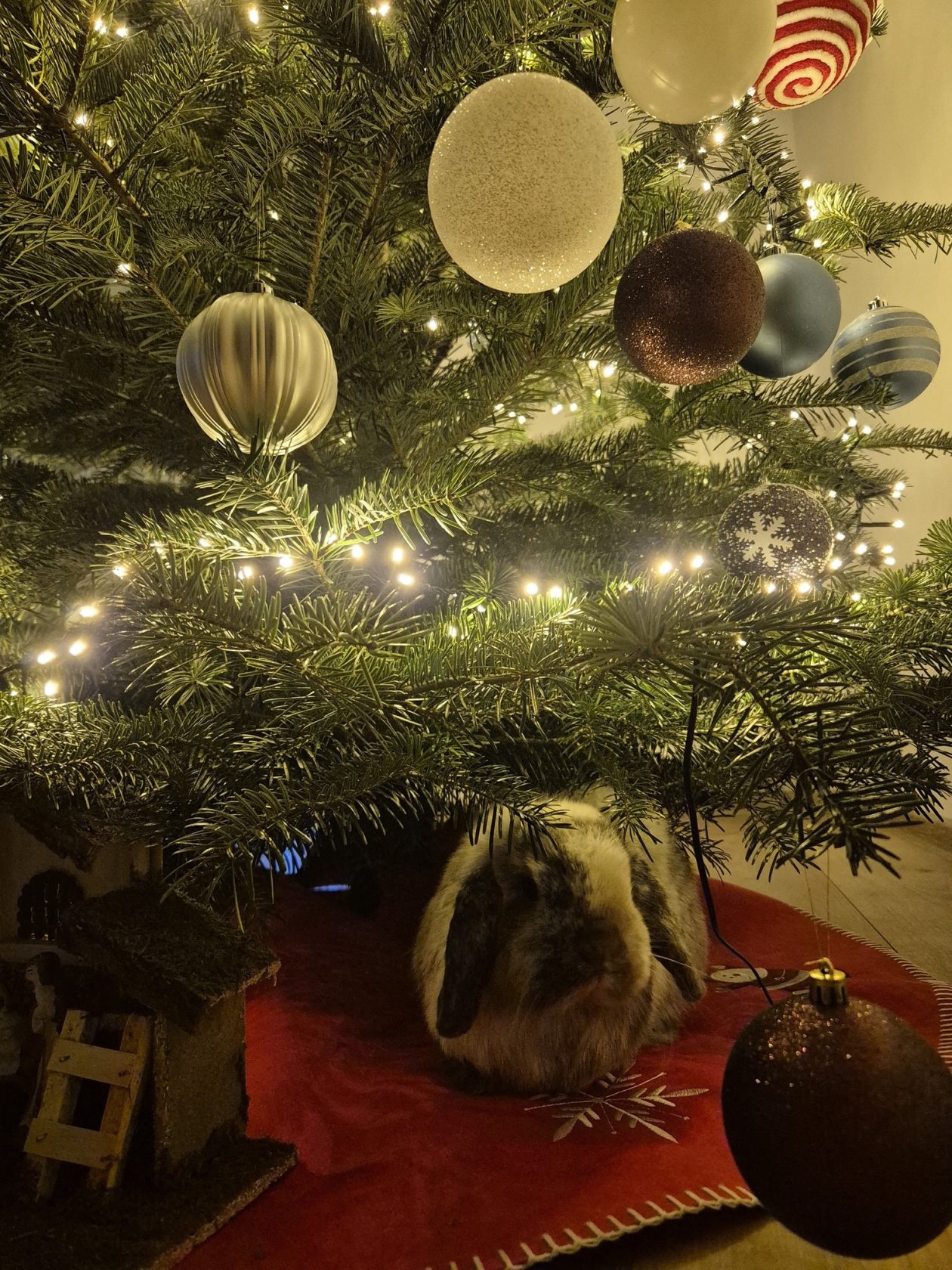 božić ljubimci pas mačka (66)