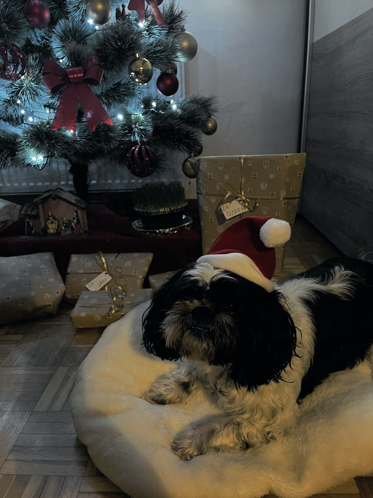 božić ljubimci pas mačka (67)