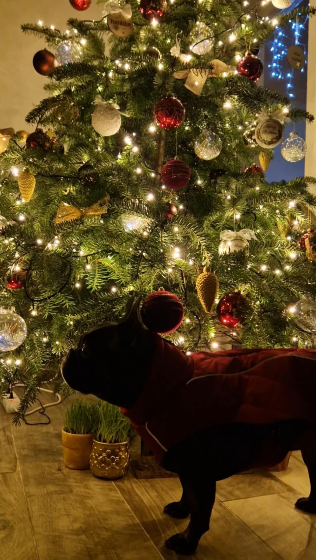 božić ljubimci pas mačka (71)