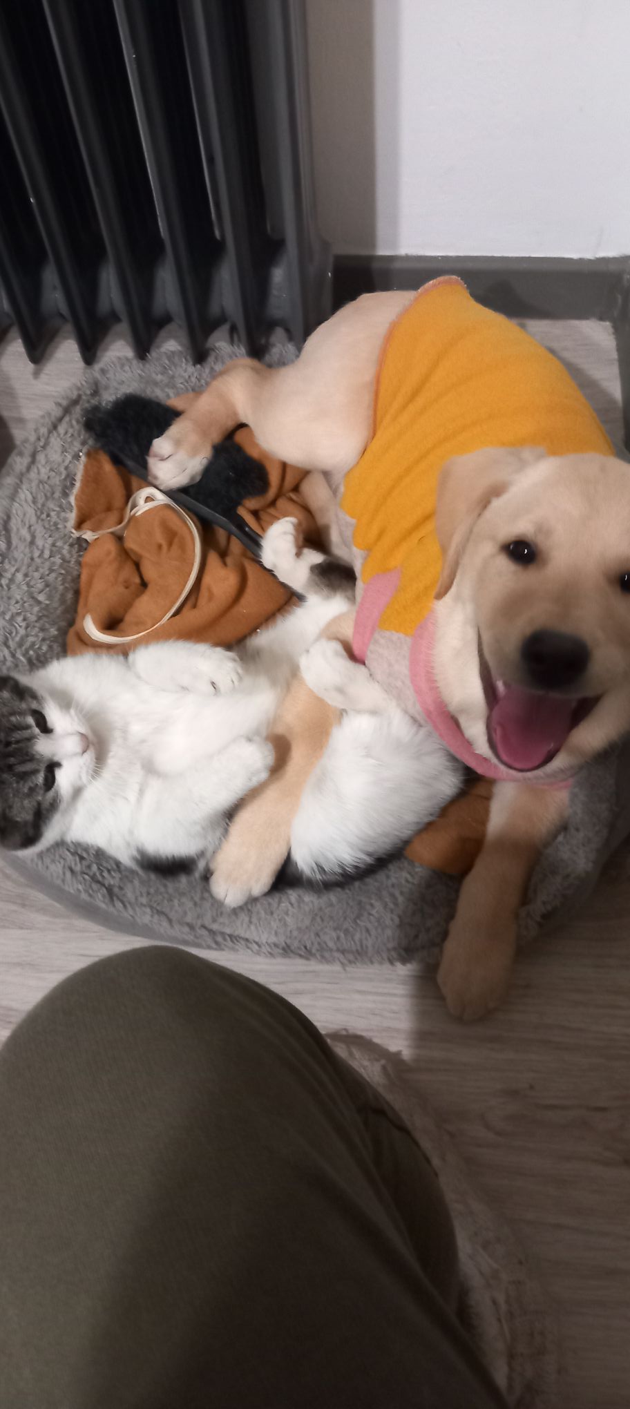 božić ljubimci pas mačka (72)