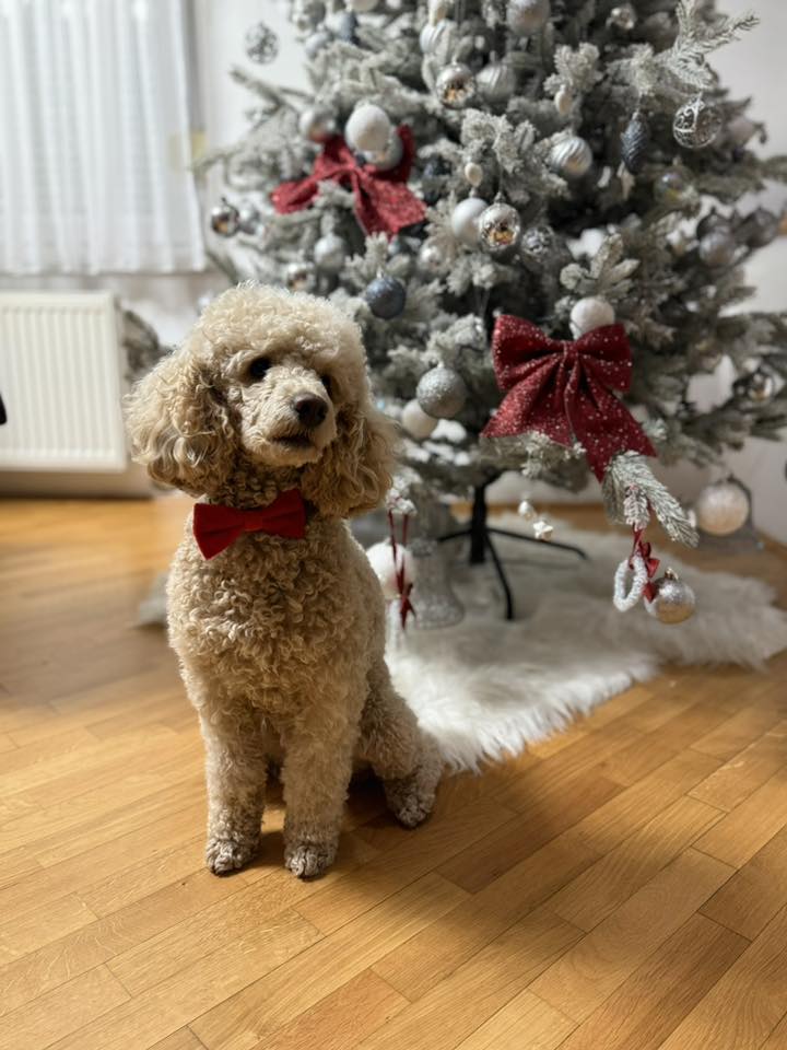 božić ljubimci pas mačka (73)