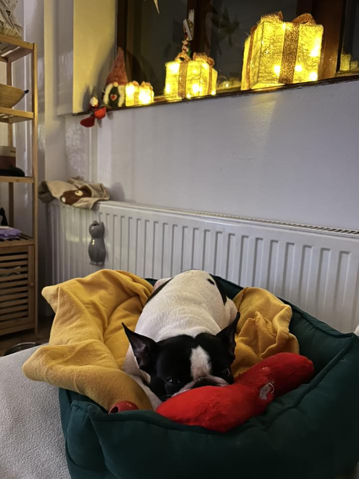 božić ljubimci pas mačka (74)