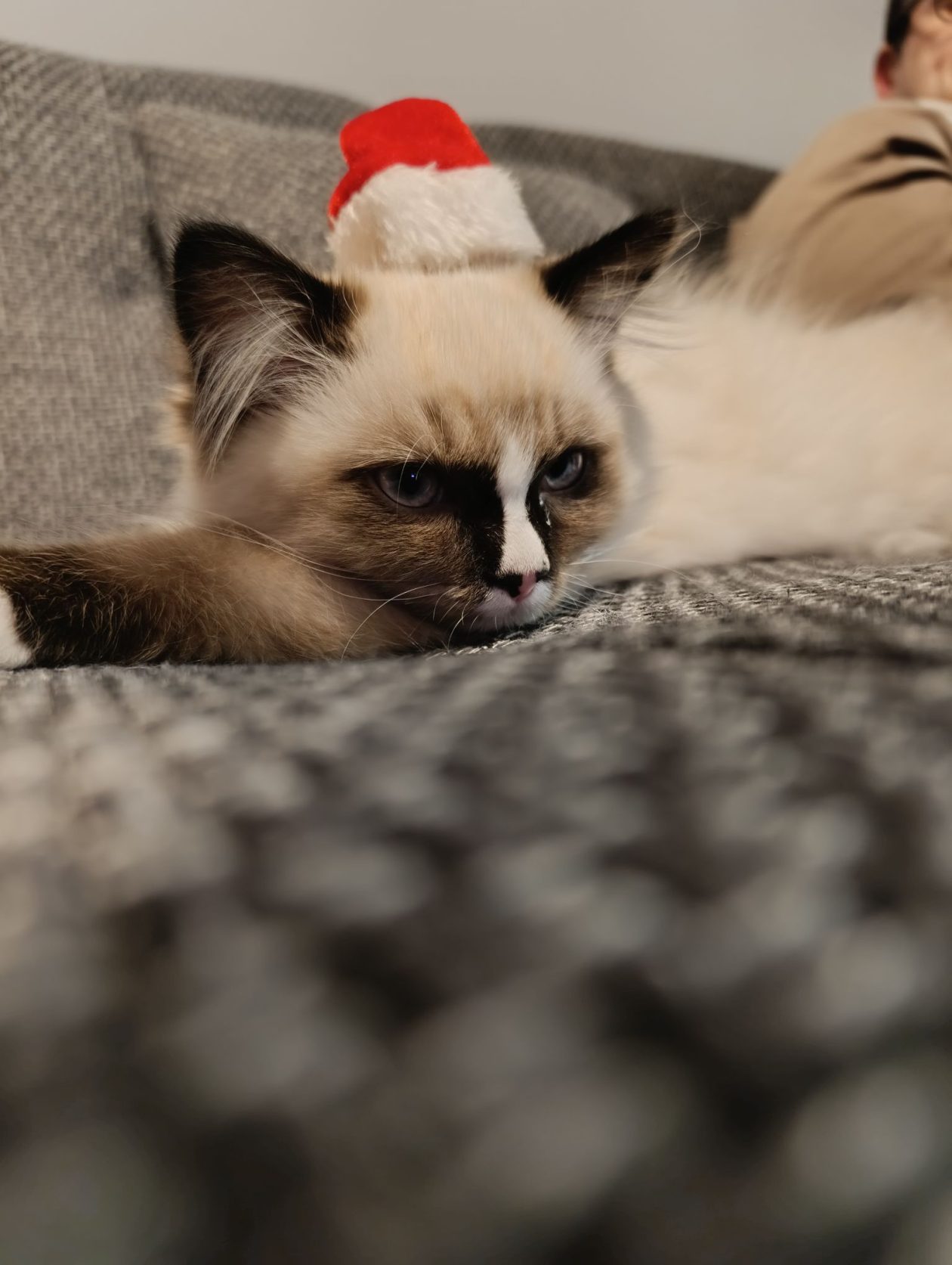 božić ljubimci pas mačka (78)