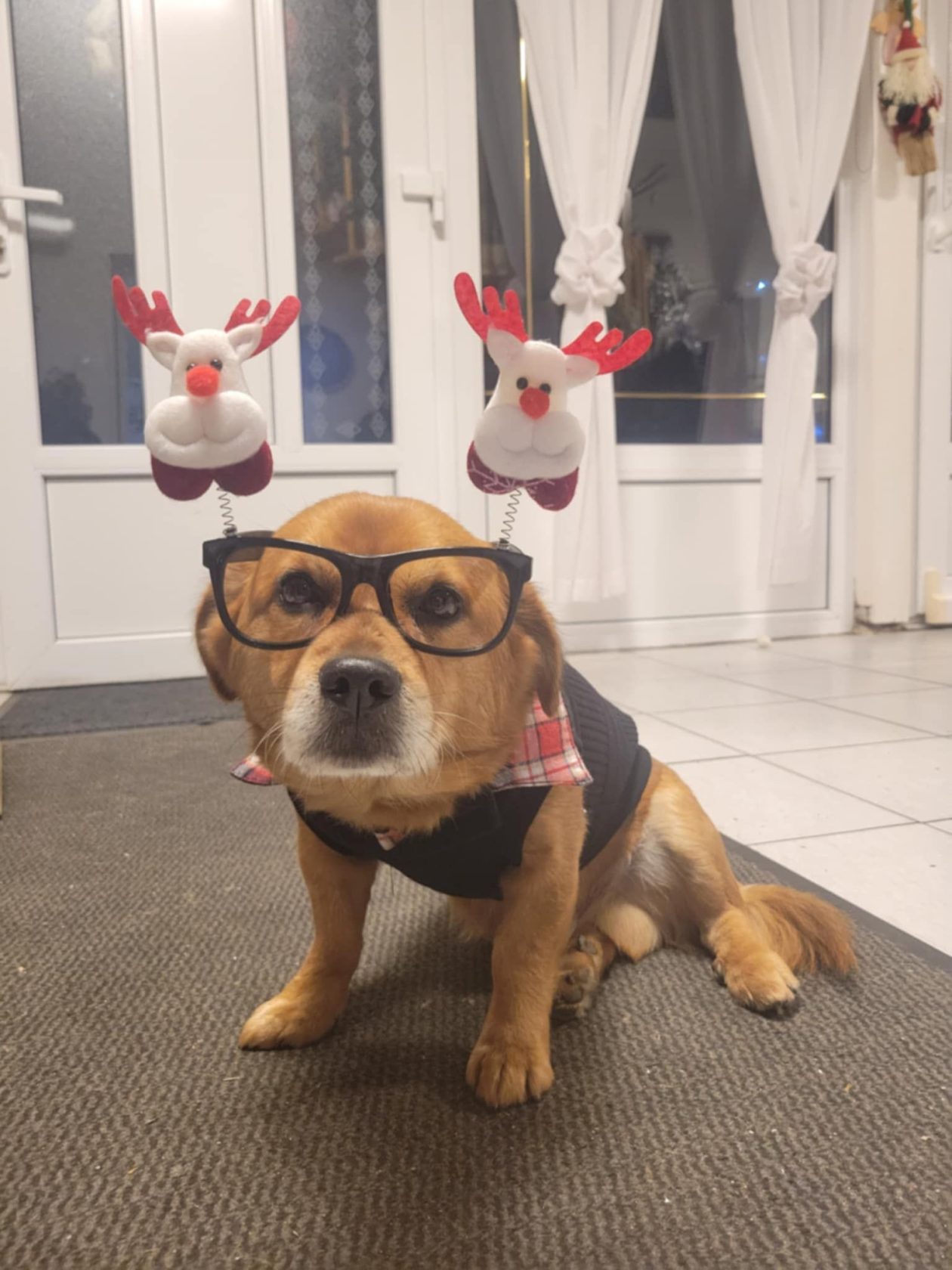 božić ljubimci pas mačka (79)