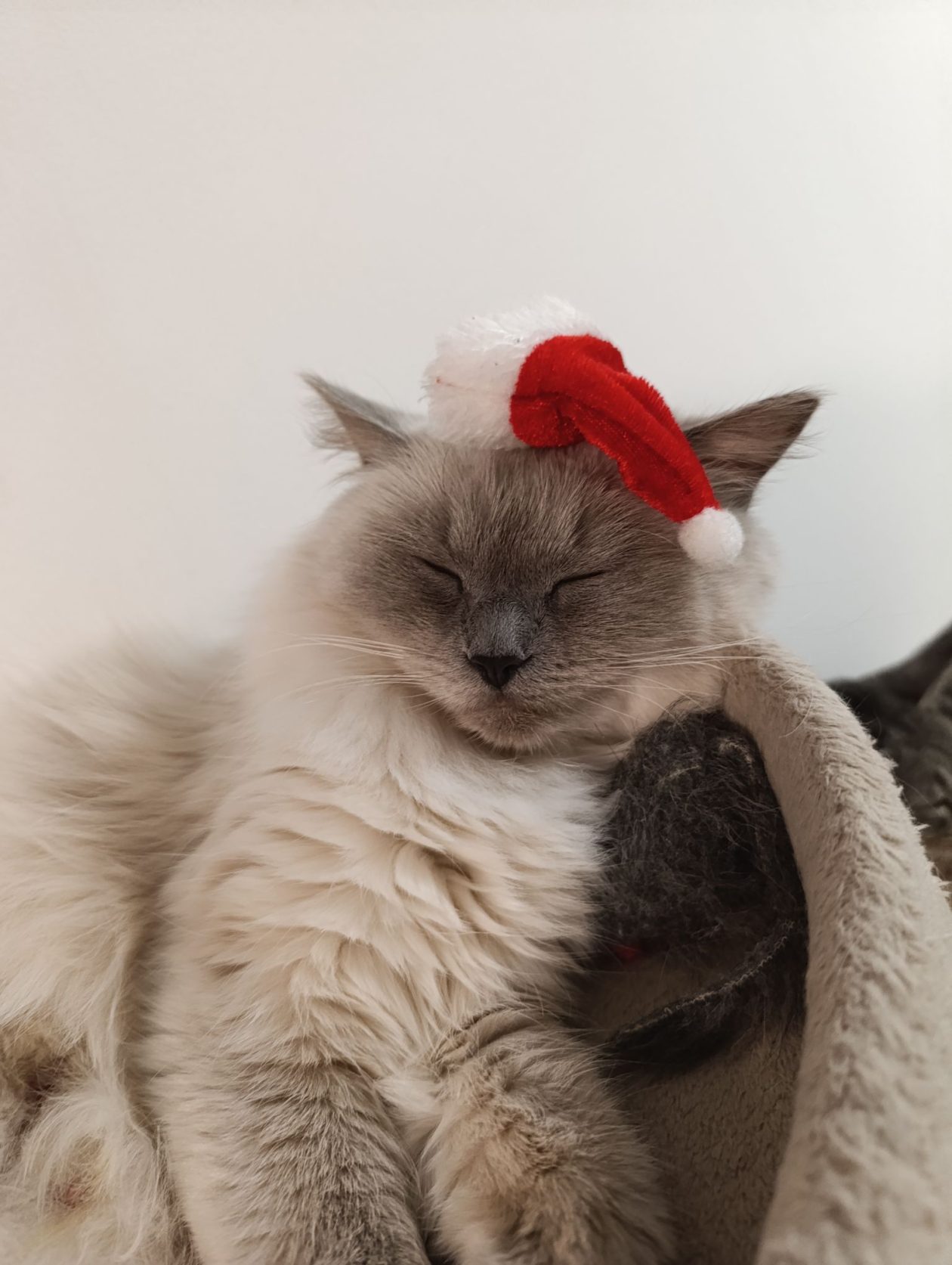 božić ljubimci pas mačka (8)