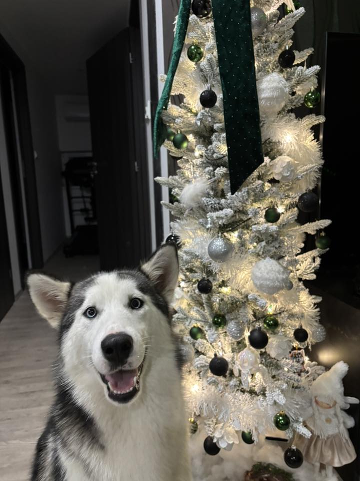 božić ljubimci pas mačka (81)