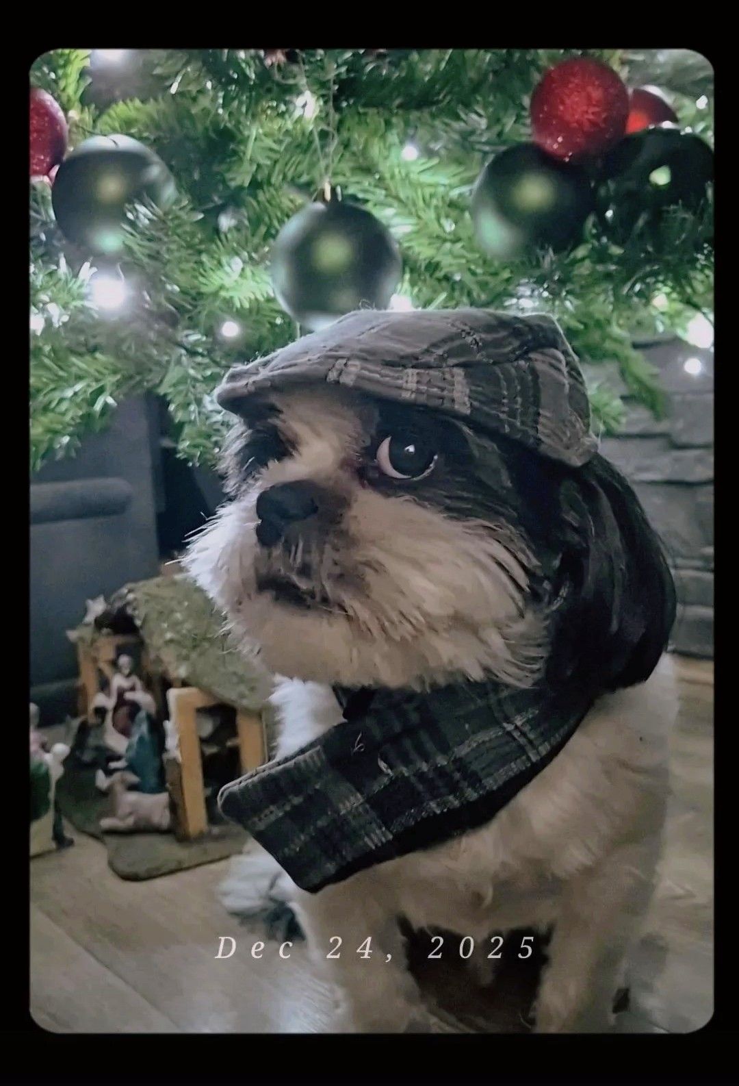 božić ljubimci pas mačka (82)