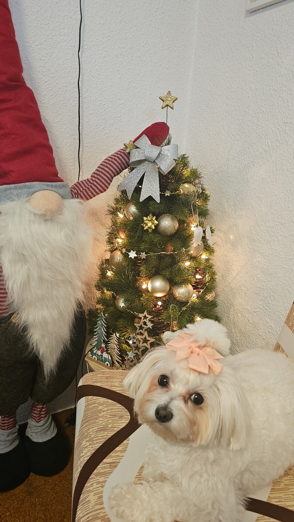 božić ljubimci pas mačka (83)