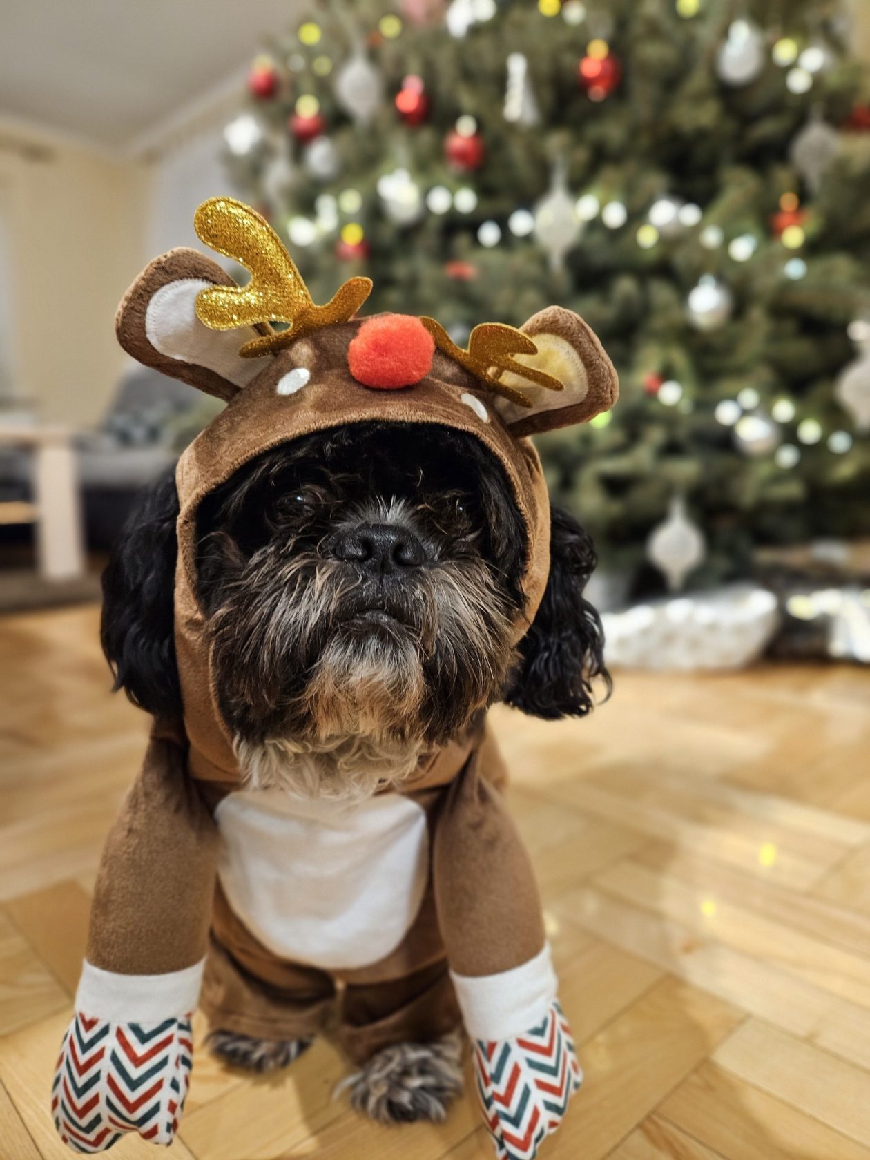 božić ljubimci pas mačka (84)