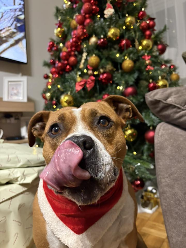 božić ljubimci pas mačka (85)