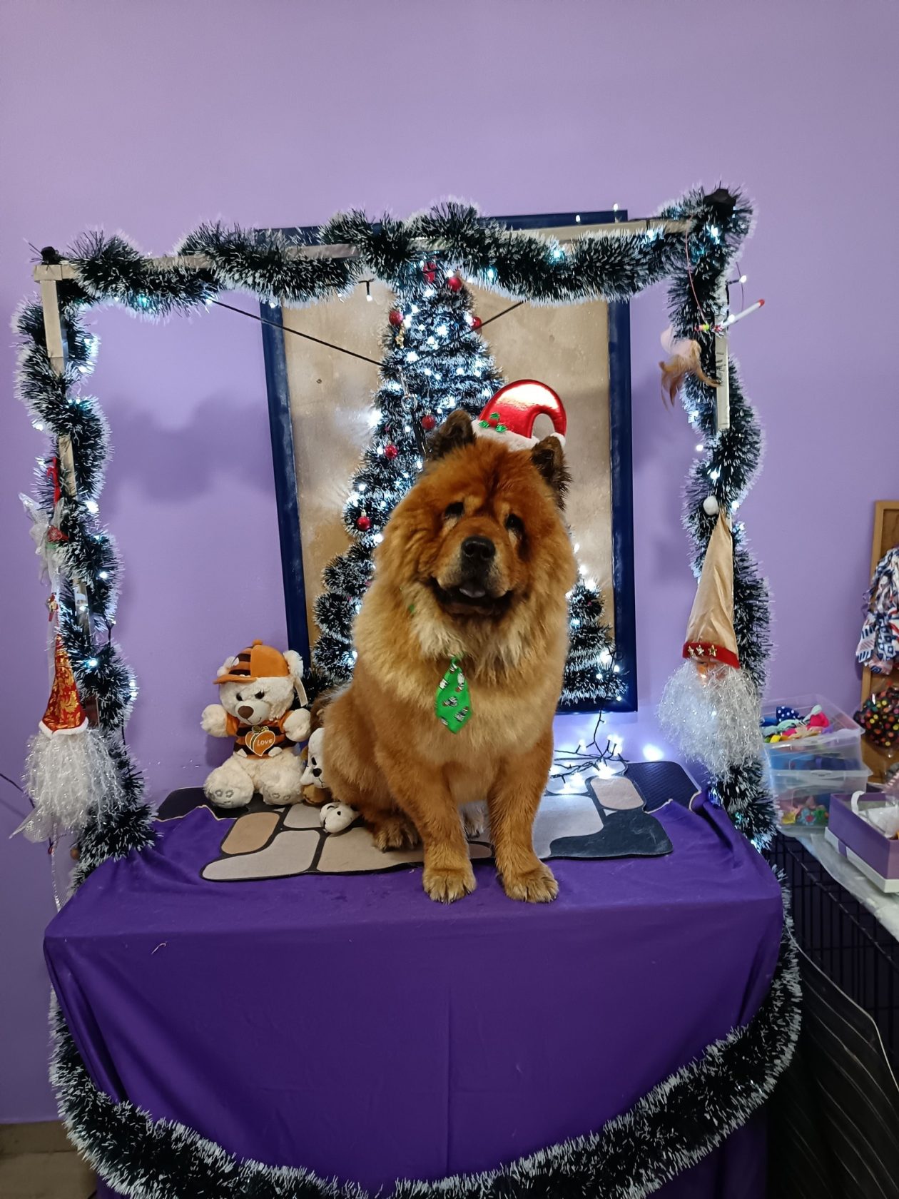 božić ljubimci pas mačka (86)