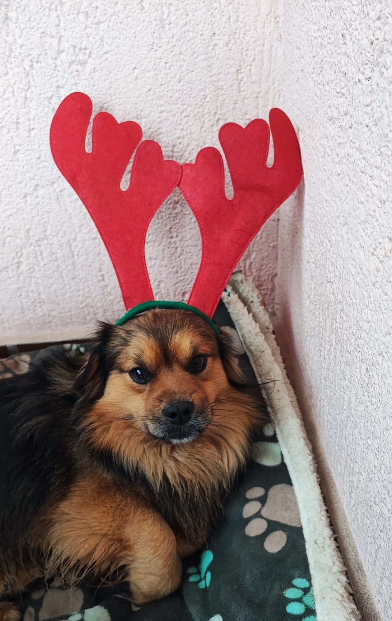 božić ljubimci pas mačka (87)