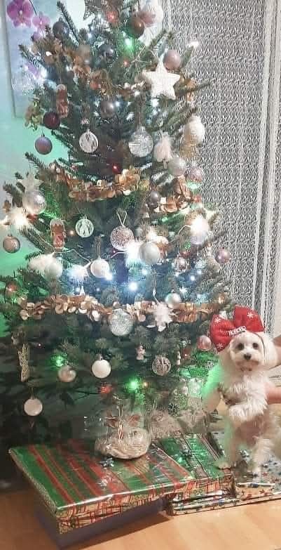 božić ljubimci pas mačka (88)