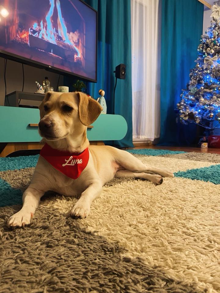 božić ljubimci pas mačka (89)