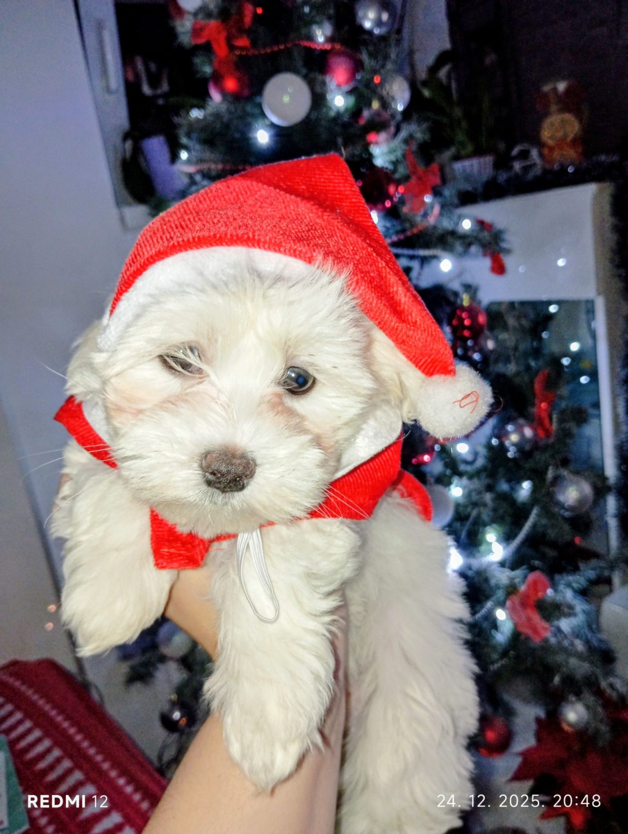 božić ljubimci pas mačka (9)