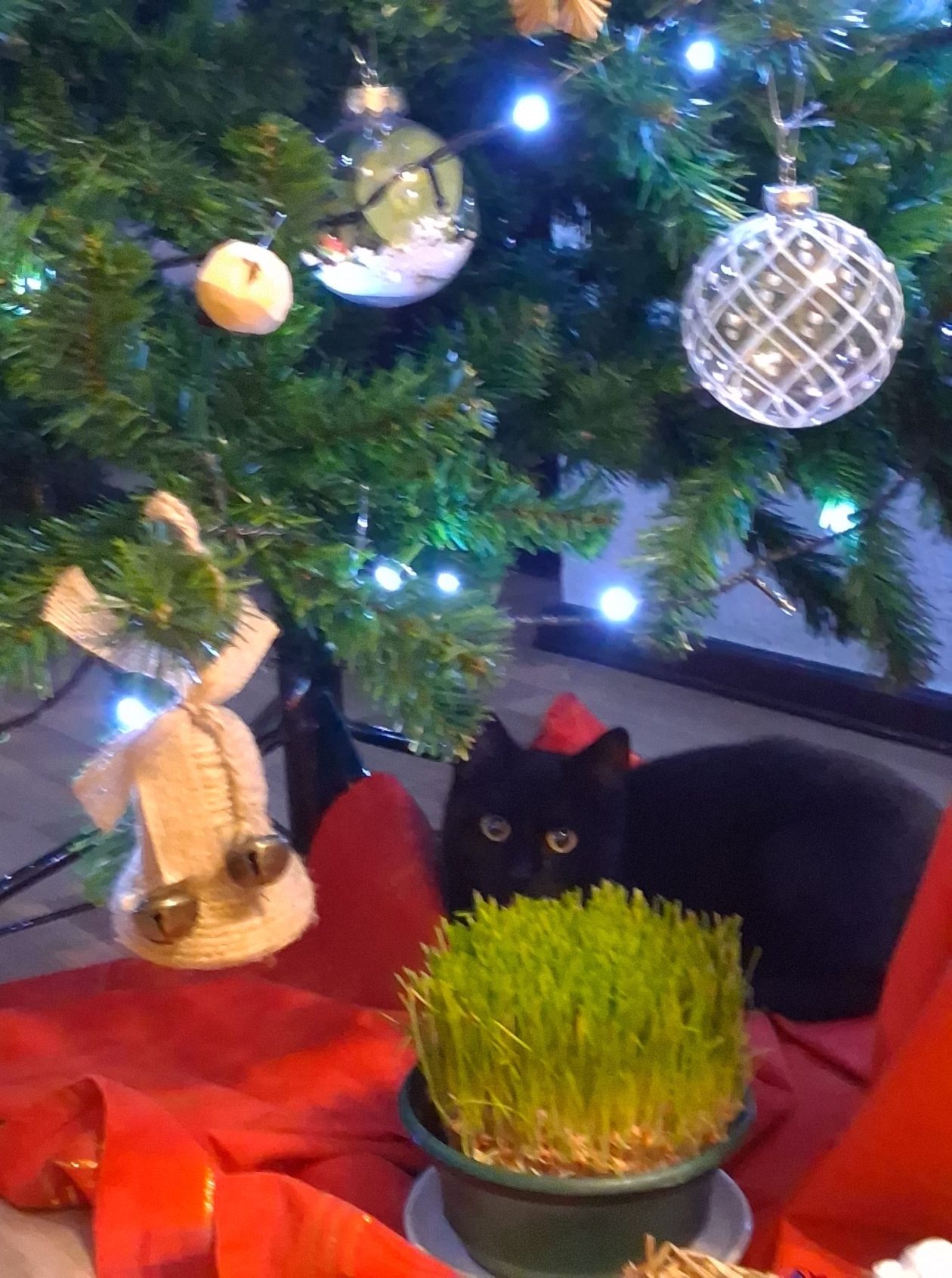 božić ljubimci pas mačka (91)