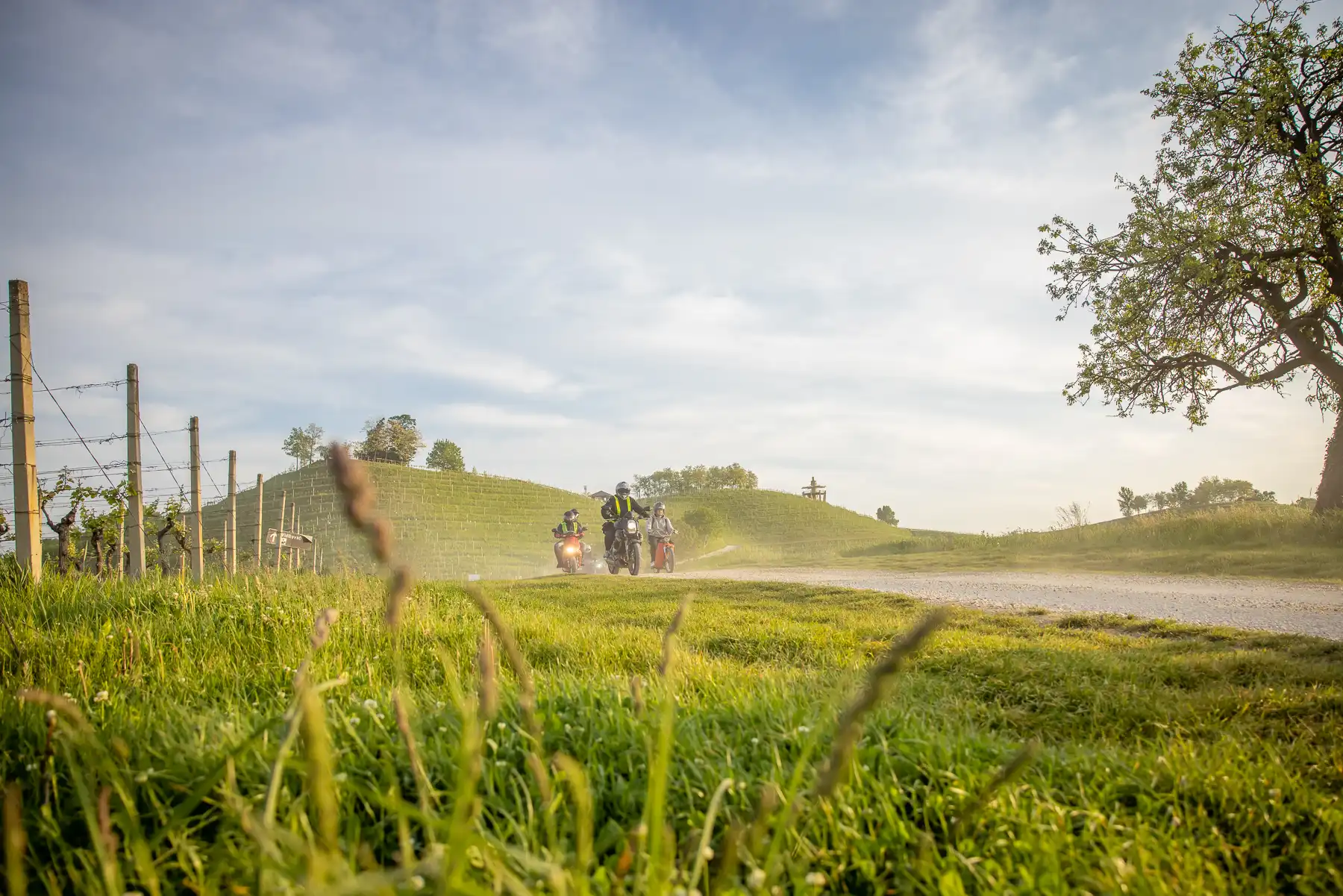 budnica, štrigova (63) budnica, štrigova (63)