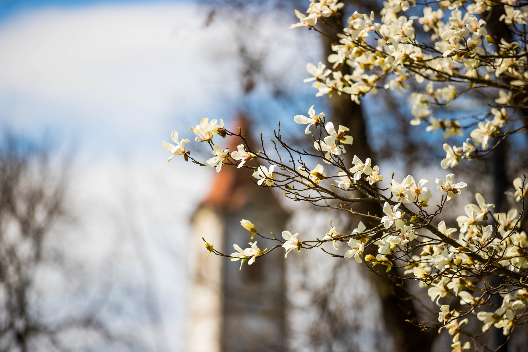 Proljetna cvjetna rapsodija u Međimurju iz objektiva Miroslave Novak Hranjec