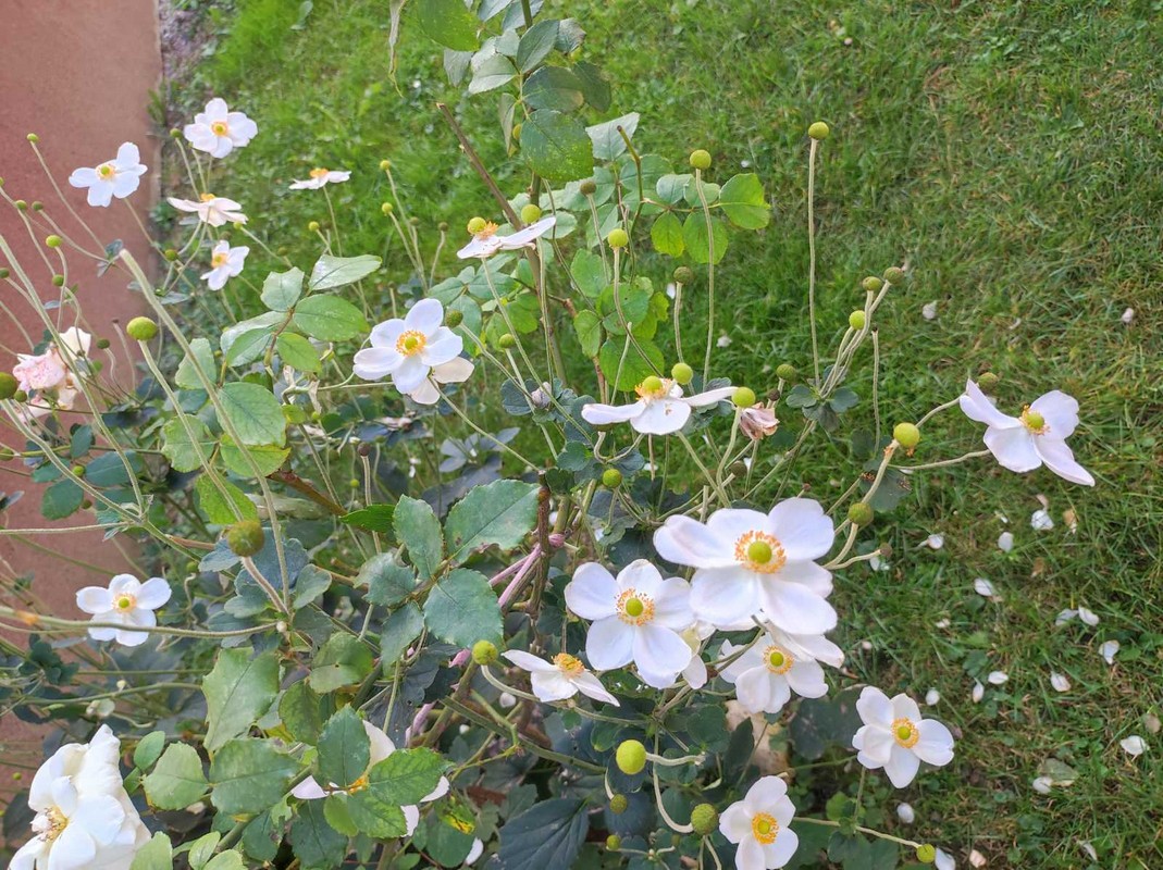 PRELOG Elizabeta Pianec na pragu 81. rođendana brine o cvijeću i priprema odličan kompot od tikvica PRELOG Elizabeta Pianec na pragu 81. rođendana brine o cvijeću i priprema odličan kompot od tikvica