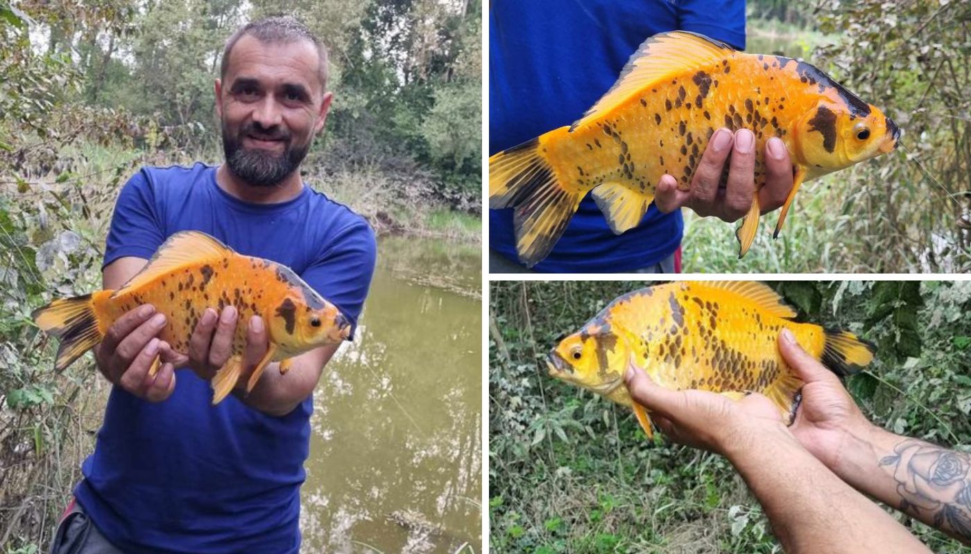 Zlatni šaran u Orehovici
