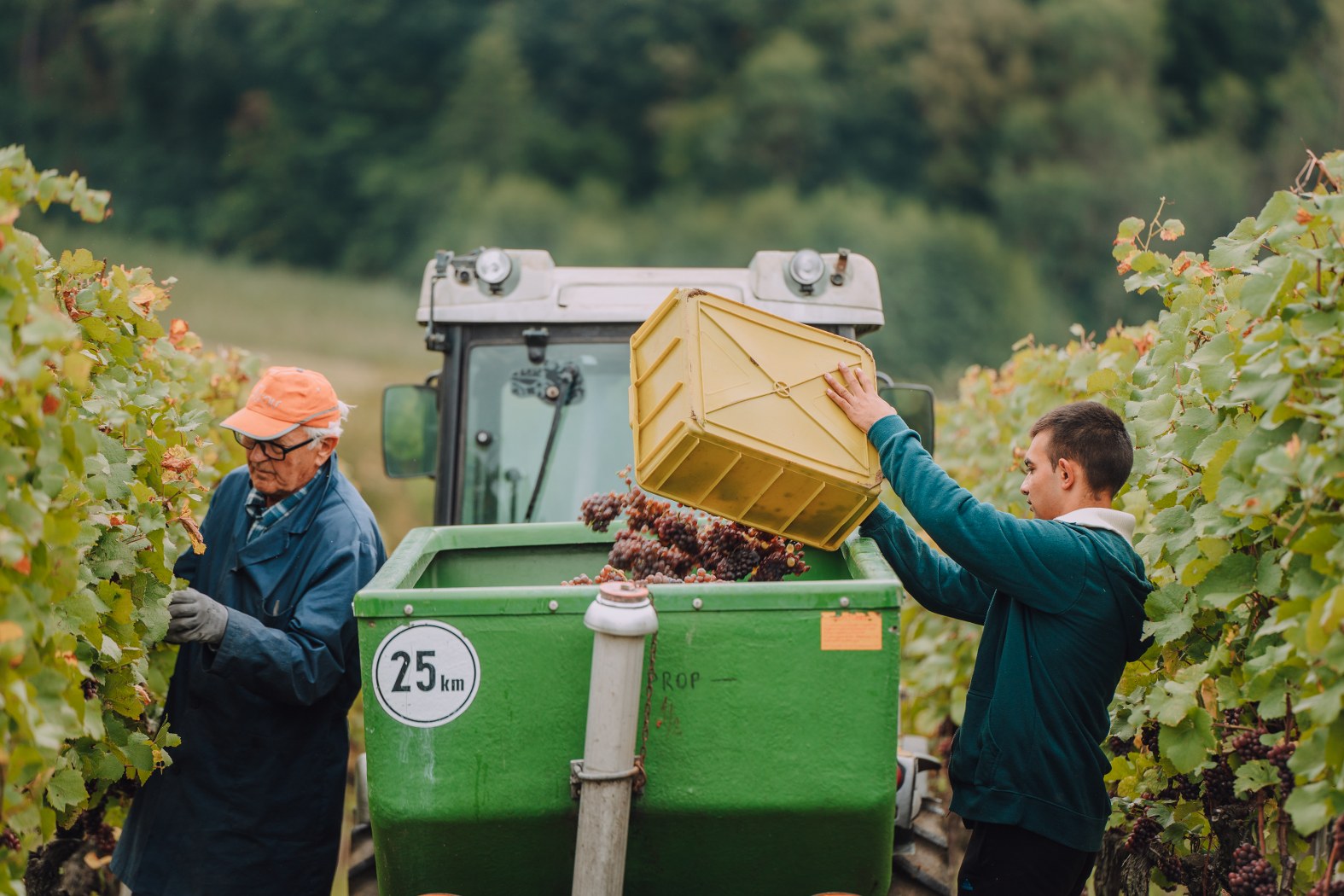 Image 5076602 (auto)