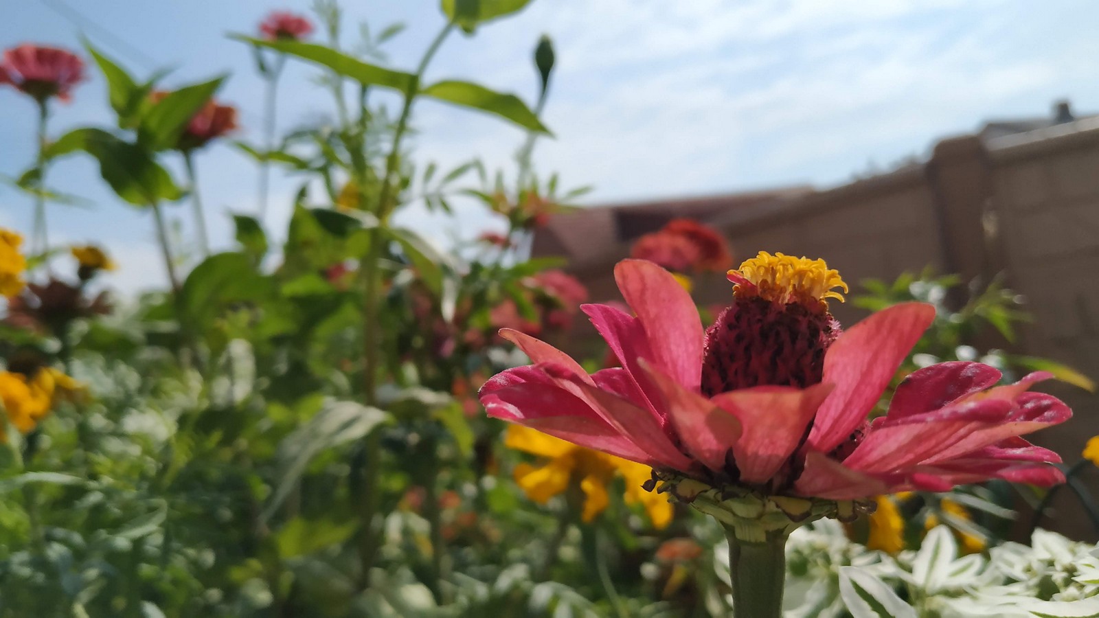 Dvorište Maje Mlakar