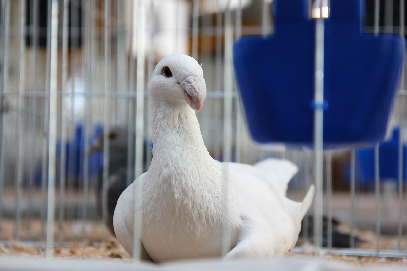 Otvorena izložba malih životinja u Nedelišću