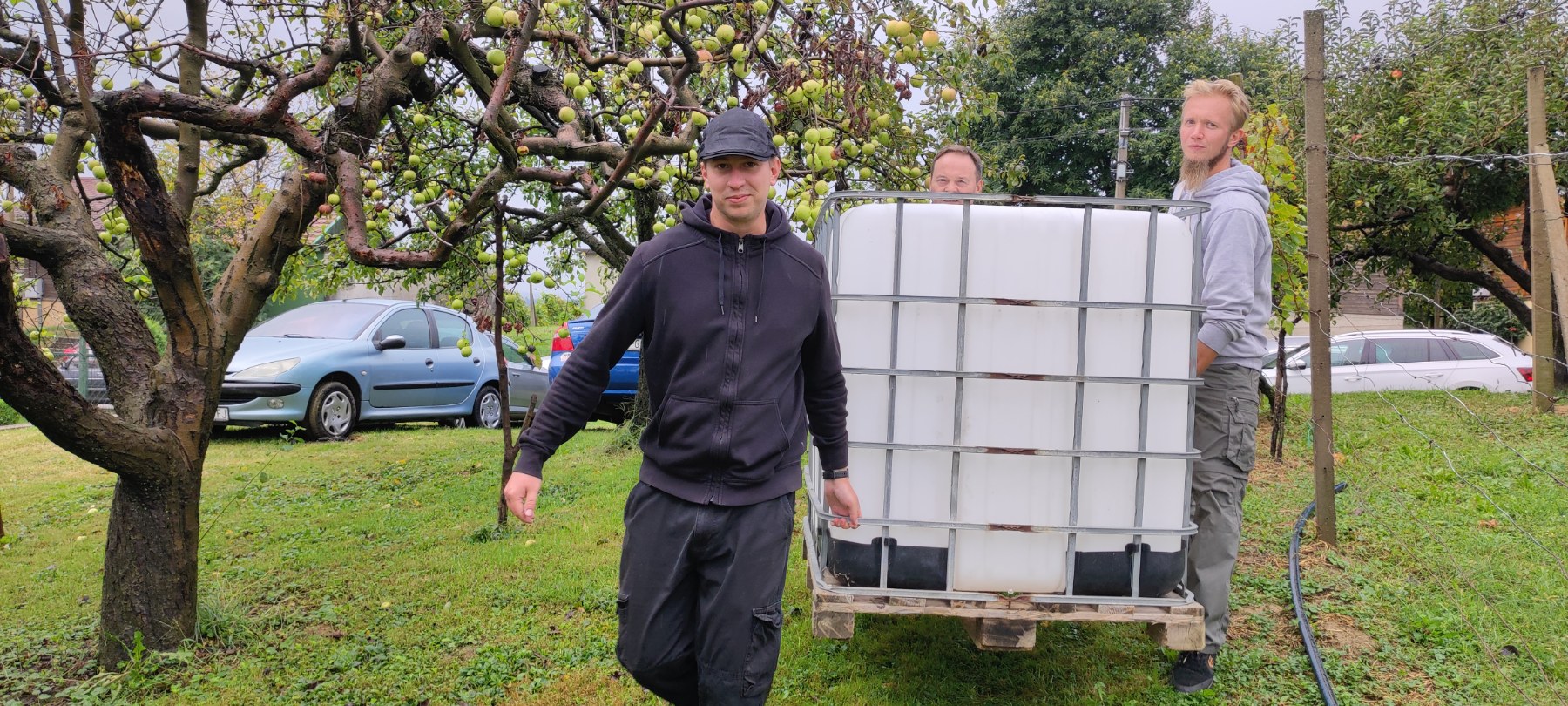 Berba kod obitelji Tomašić