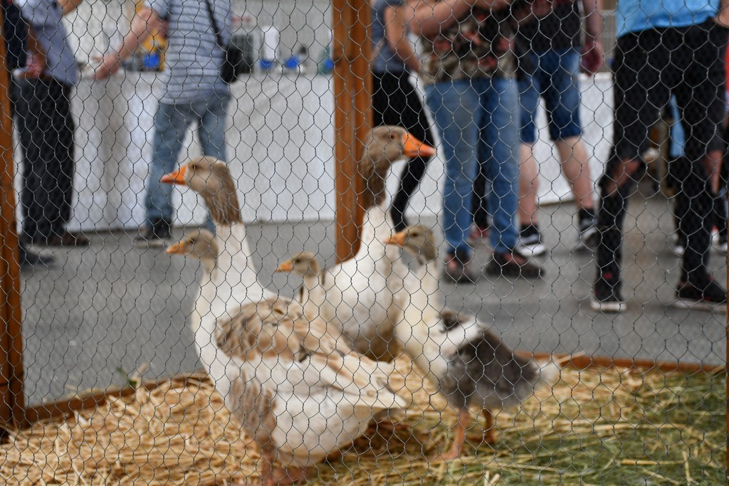 FOTO Izložba malih životinja privukla brojne izlagače, ali i posjetitelje