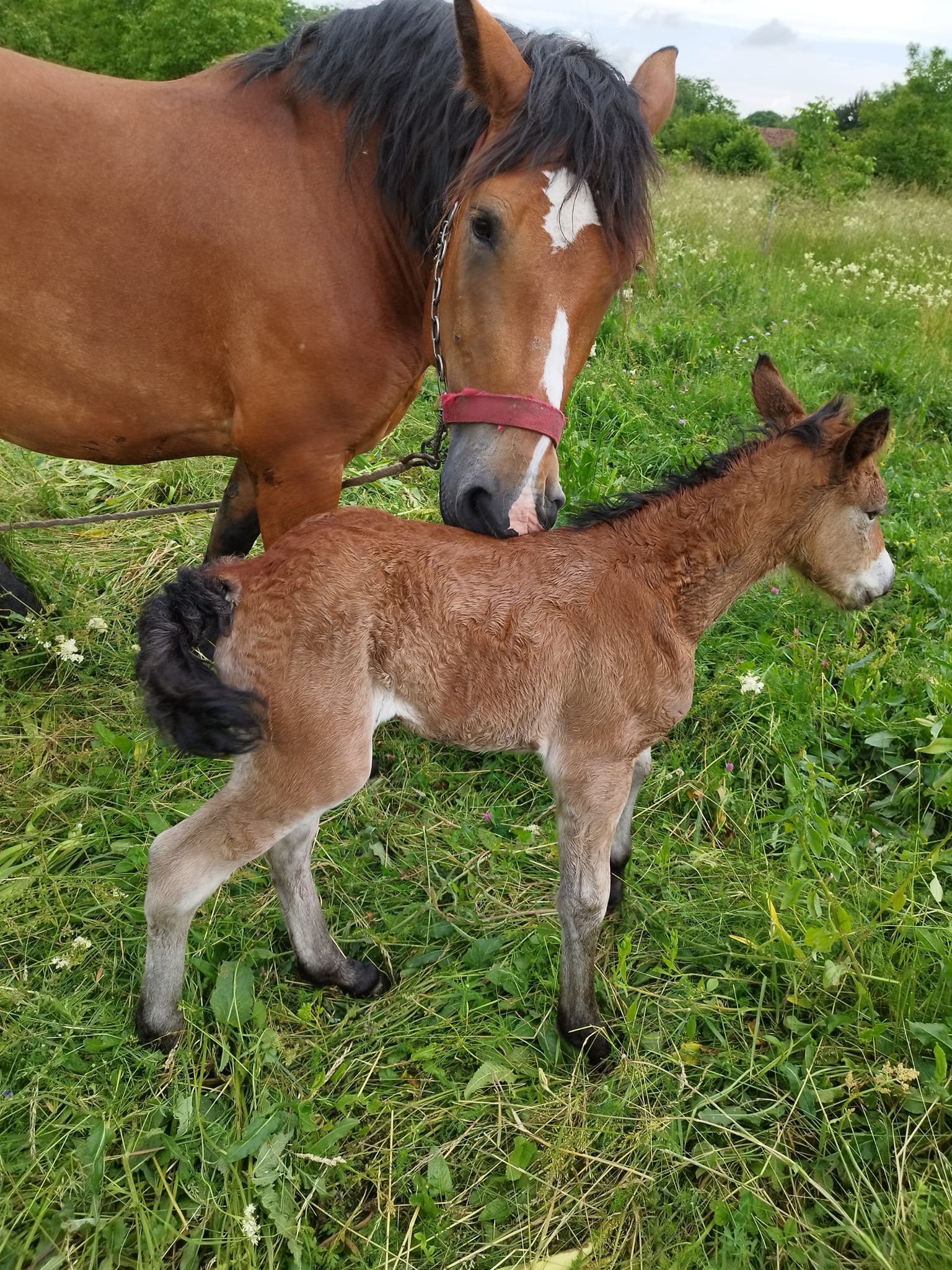 MEĐIMURSKI KONJ Predivna vijest iz Pribislavca, rodilo se ždrijebe Sena